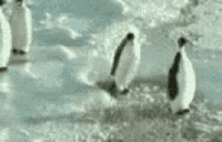 Penguinr.gif