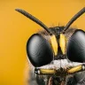 The Wasp