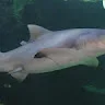 OldWeasel