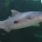 OldWeasel